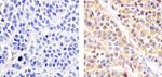 alpha Synuclein Antibody in Immunohistochemistry (Paraffin) (IHC (P))