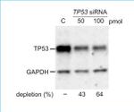 p53 Antibody in Western Blot (WB)