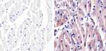 p38 MAPK Antibody in Immunohistochemistry (Paraffin) (IHC (P))