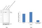 mTOR Antibody