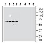 Histamine H1 Receptor/HRH1 (extracellular) Antibody in Western Blot (WB)