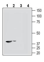 GPR109A/HCAR2 (extracellular) Antibody in Western Blot (WB)