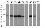 AHSG Antibody in Western Blot (WB)