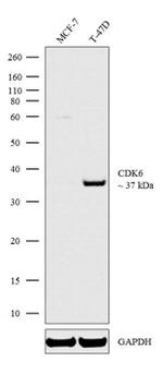 CDK6 Antibody