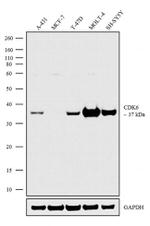 CDK6 Antibody in Western Blot (WB)