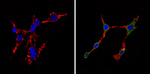 CDK6 Antibody in Immunocytochemistry (ICC/IF)