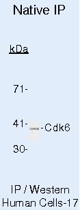 CDK6 Antibody in Immunoprecipitation (IP)