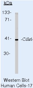 CDK6 Antibody in Western Blot (WB)