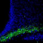 CASK Antibody in Immunohistochemistry (Frozen) (IHC (F))