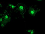 AIPL1 Antibody in Immunocytochemistry (ICC/IF)