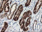 AK4 Antibody in Immunohistochemistry (Paraffin) (IHC (P))