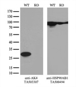 AK4 Antibody in Western Blot (WB)