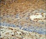 Adenylate Kinase 7 Antibody in Immunohistochemistry (IHC)