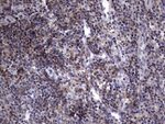 AKAP7 Antibody in Immunohistochemistry (Paraffin) (IHC (P))