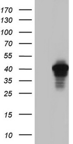 AKAP7 Antibody in Western Blot (WB)