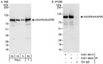 AKAP8/AKAP95 Antibody in Western Blot (WB)
