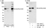 AKAP8L/HA95 Antibody in Western Blot (WB)