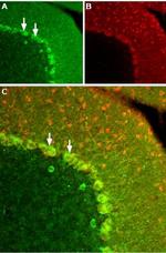 KISS1 Receptor (GPR54) (extracellular) Antibody in Immunohistochemistry (Frozen) (IHC (F))