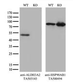 ALDH3A2 Antibody