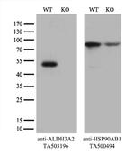 ALDH3A2 Antibody
