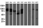 ALDH3A2 Antibody in Western Blot (WB)