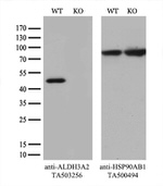 ALDH3A2 Antibody in Western Blot (WB)