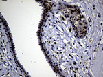 ALOX5 Antibody in Immunohistochemistry (Paraffin) (IHC (P))