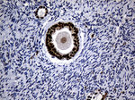 ALOX5 Antibody in Immunohistochemistry (Paraffin) (IHC (P))