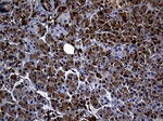 ALOX5 Antibody in Immunohistochemistry (Paraffin) (IHC (P))