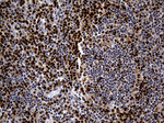 ALOX5 Antibody in Immunohistochemistry (Paraffin) (IHC (P))