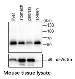 AMPK alpha-1 Antibody in Western Blot (WB)