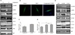 AMPK alpha-1 Antibody