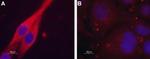 CHRM4 Antibody in Immunocytochemistry (ICC/IF)