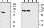 CHRM4 Antibody in Western Blot (WB)