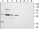CHRM5 (extracellular) Antibody in Western Blot (WB)