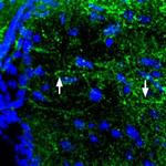 MC4 Receptor (extracellular) Antibody in Immunohistochemistry (Frozen) (IHC (F))