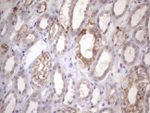 AMTN Antibody in Immunohistochemistry (Paraffin) (IHC (P))