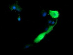 ANAPC11 Antibody in Immunocytochemistry (ICC/IF)