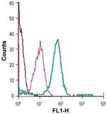 Nicotinic Acetylcholine Receptor alpha 7 (CHRNA7) (extracellular) Antibody in Flow Cytometry (Flow)