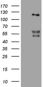 ANGPT2 Antibody in Western Blot (WB)
