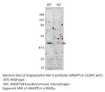 Angiopoietin-like 4 Antibody in Western Blot (WB)