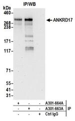 ANKRD17 Antibody in Western Blot (WB)