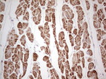 ANO1 Antibody in Immunohistochemistry (Paraffin) (IHC (P))