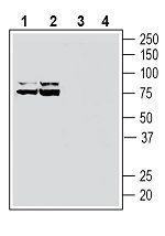 ATP1B3 (extracellular) Antibody in Western Blot (WB)