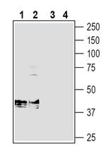 Beta 1 Na+/K+ ATPase (extracellular) Antibody in Western Blot (WB)