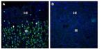 SORL1 (extracellular) Antibody in Immunohistochemistry (Frozen) (IHC (F))