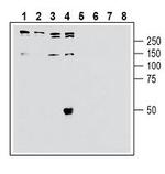 SORL1 (extracellular) Antibody in Western Blot (WB)