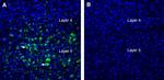 LRRTM2 (extracellular) Antibody in Immunohistochemistry (Frozen) (IHC (F))