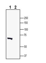LRRTM2 (extracellular) Antibody in Western Blot (WB)