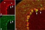 proBDNF Antibody in Immunohistochemistry (Frozen) (IHC (F))